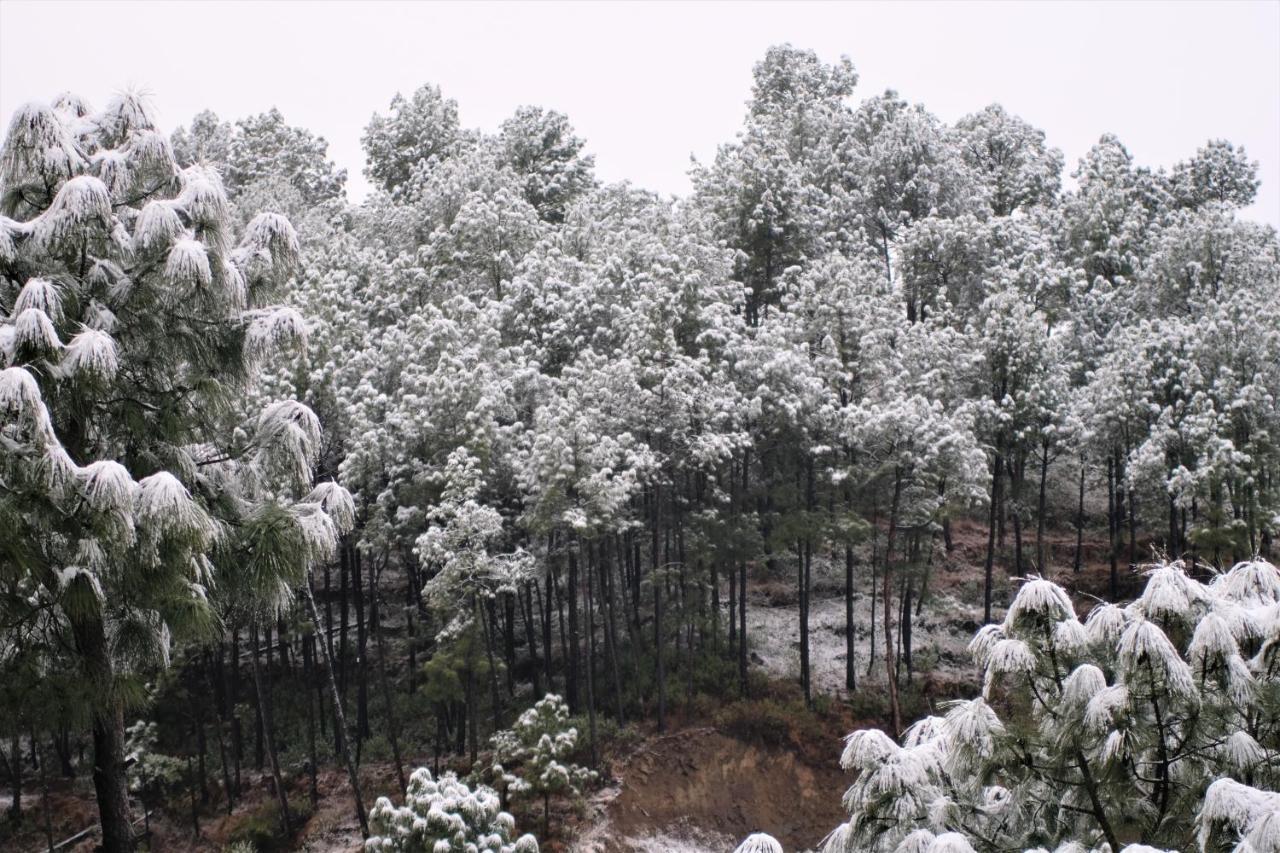 Vista Cottage Solan Dış mekan fotoğraf