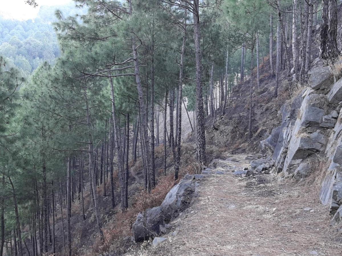 Vista Cottage Solan Dış mekan fotoğraf