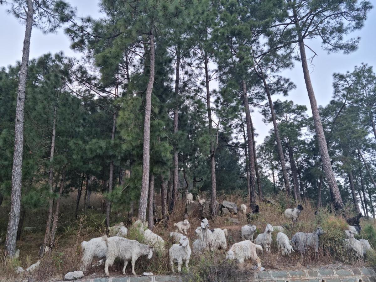Vista Cottage Solan Dış mekan fotoğraf